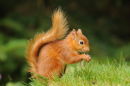 Red Squirrel