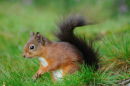 Red Squirrel