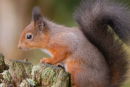 Red Squirrel