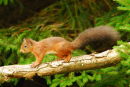 Red Squirrel running