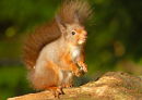 Red Squirrel
