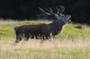 Red Deer during the 'Rut' 2009