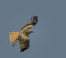 Red Kite