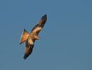 Red Kite