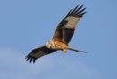 Red Kite