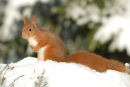 Red Squirrel in snow