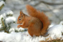 Red Squirrel in snow in conifers