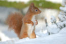 Red Squirrel in snow on the ground