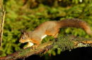 Red Squirrel