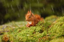 Red Squirrel in hail