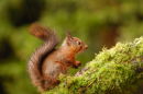 Red Squirrel