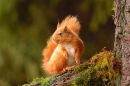 Red Squirrel