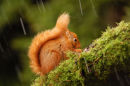 Red Squirrel in hail