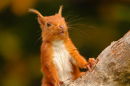 Red Squirrel