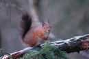 Red Squirrel with short dark tail