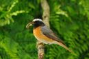 Redstart
