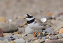 Ringed plover