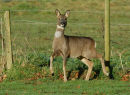 Roe Doe