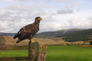 Sea Eagle