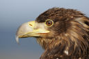 Sea Eagle