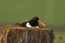 Oystercatcher on nest