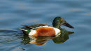 Shoveler (male)