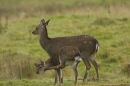 Sika Deer  Hind and calf