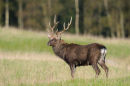 Sika Deer Stag