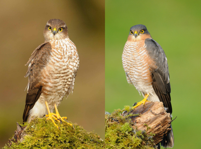 Male and Female Sparrowhawk side by side (Composite Image) on the same perch for comparison.