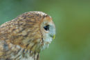 Tawny Owl