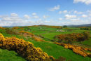 Lowland Galloway