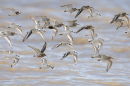 Mixed waders, mainly Sanderling