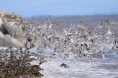 High tide finally pushes the birds off their normal roost.