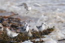 Small group of Sanderling