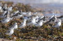 Waders at Southerness