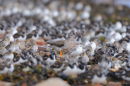 Redshank lost in the crowd