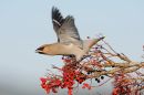 Waxwing takes flight