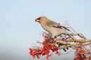 Waxwing with berry