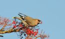 Waxwing catching berry