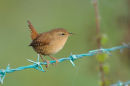 Wren