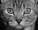 Catface