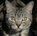 Tabby Face