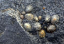 Limpets