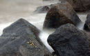 Rocks and Limpets2