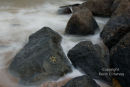 Rocks and Limpets