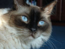 Eyes of Blue