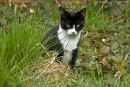 Smudge