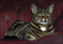 Portrait of Tiger the tabby