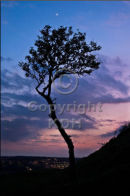 Tree on Castle Hill