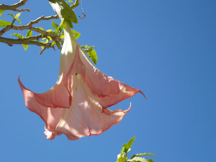 Mediterranean Flower